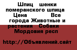 Шпиц - шенки померанского шпица › Цена ­ 20 000 - Все города Животные и растения » Собаки   . Мордовия респ.